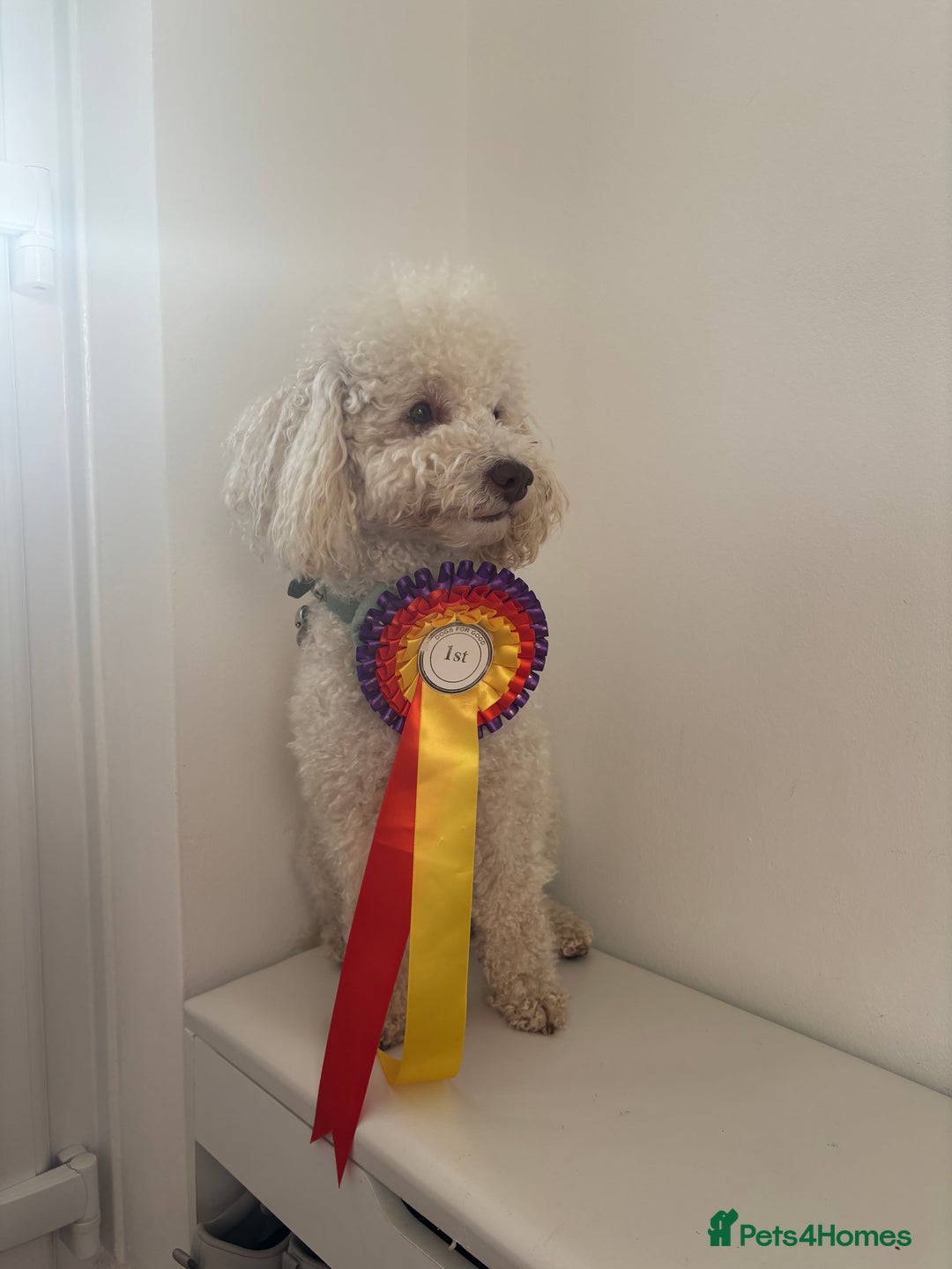 Toy Poodle dogs for stud: Beautiful Poodle for Stud 🤍 - Image 2