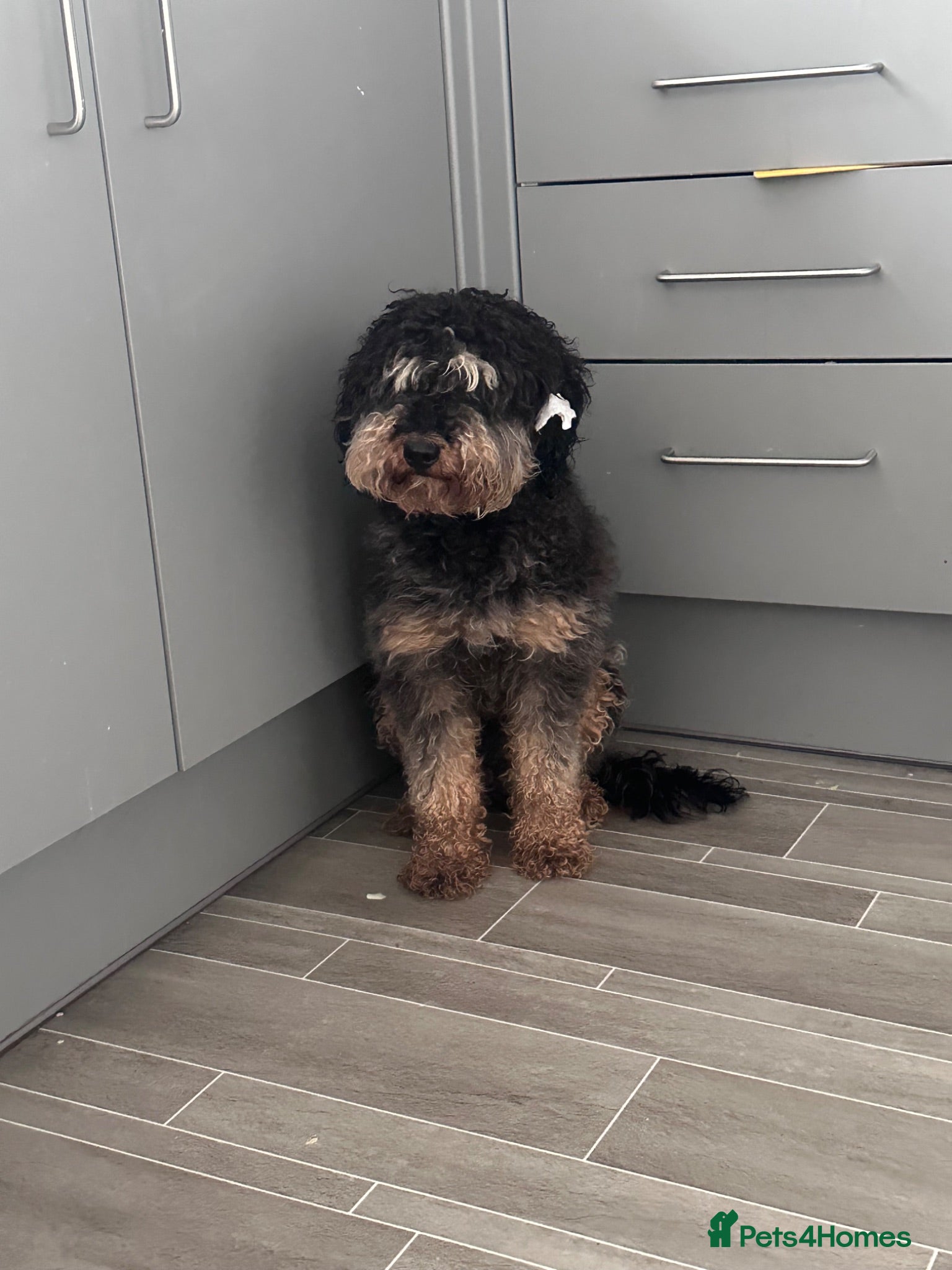 Cockapoo dogs Teddy - Advert 1