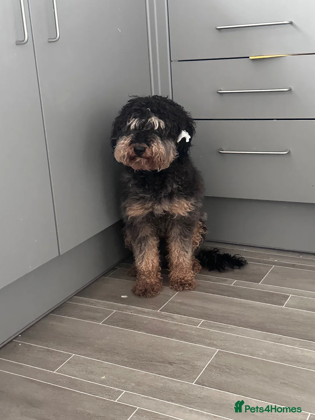 Cockapoo dogs for sale: Teddy - Advert 1