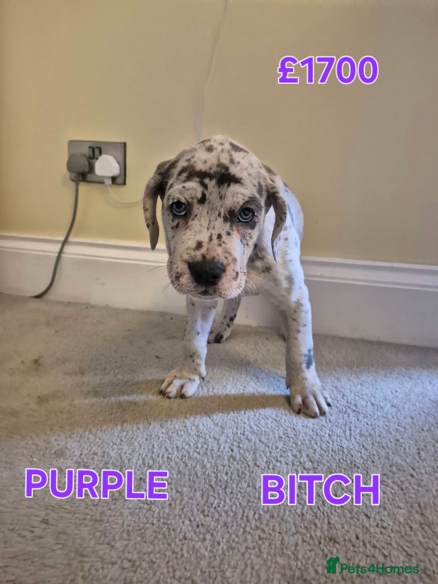 Cane Corso dogs CANE CORSO PUPS - READY TO GO - 4 LEFT - Advert 2