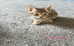 Savannah cats for sale: KIWANGA PEDIGREE F3 SAVANNAH KITTENS  - Image 31