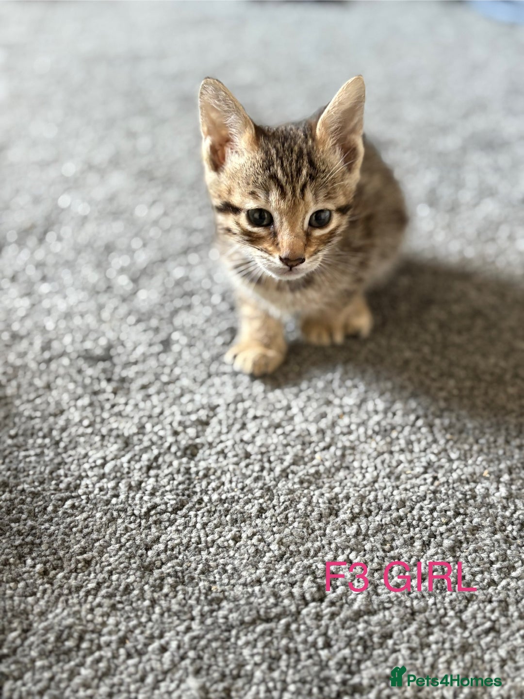 Savannah cats for sale: KIWANGA PEDIGREE F3 SAVANNAH KITTENS  - Image 31
