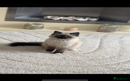 Ragdoll cats for sale: Seal Ragdoll kitten  - Image 1
