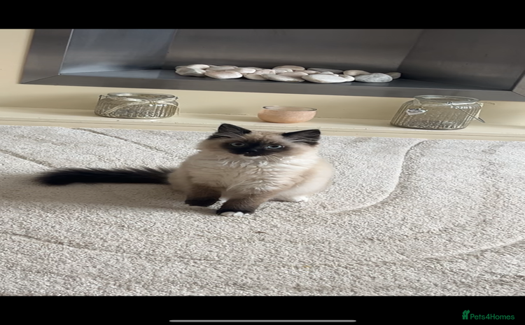 Ragdoll cats - Advert 10