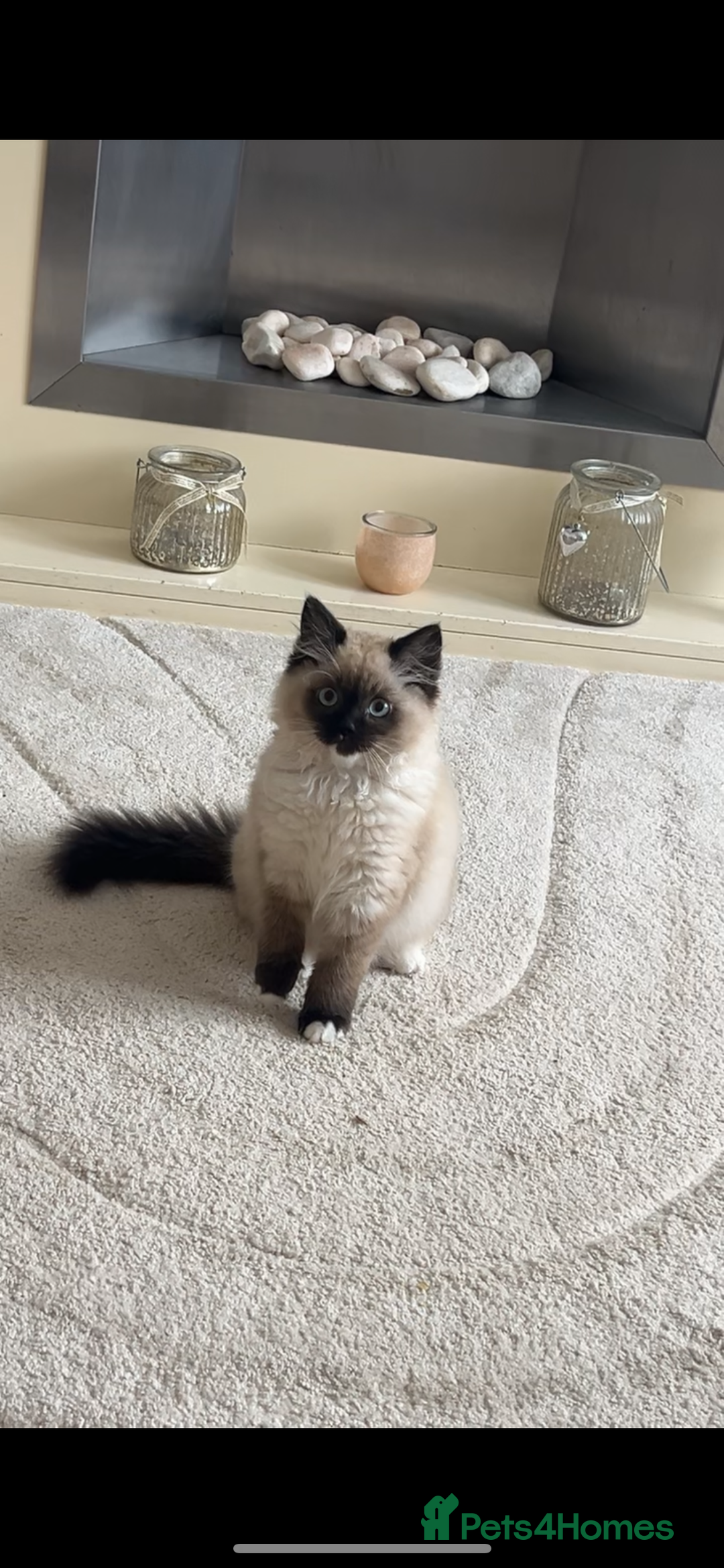 Ragdoll cats for sale: Seal Ragdoll kitten  - Image 1