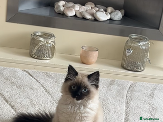 Ragdoll cats - Advert 32