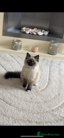 Ragdoll cats - Advert 10
