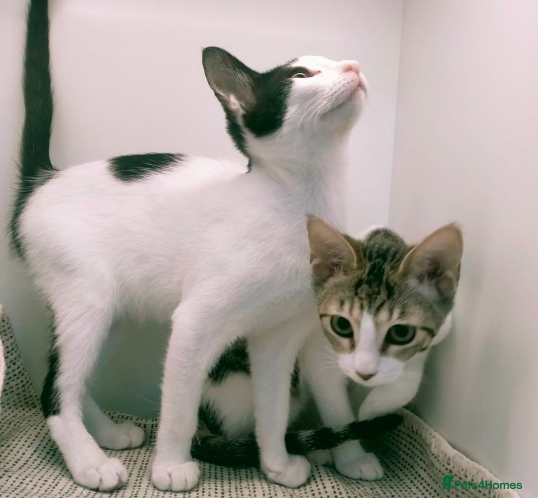 Mixed Breed cats for adoption: [Indoors Only] Yuki & Suki - Adorable Siblings - Advert 2