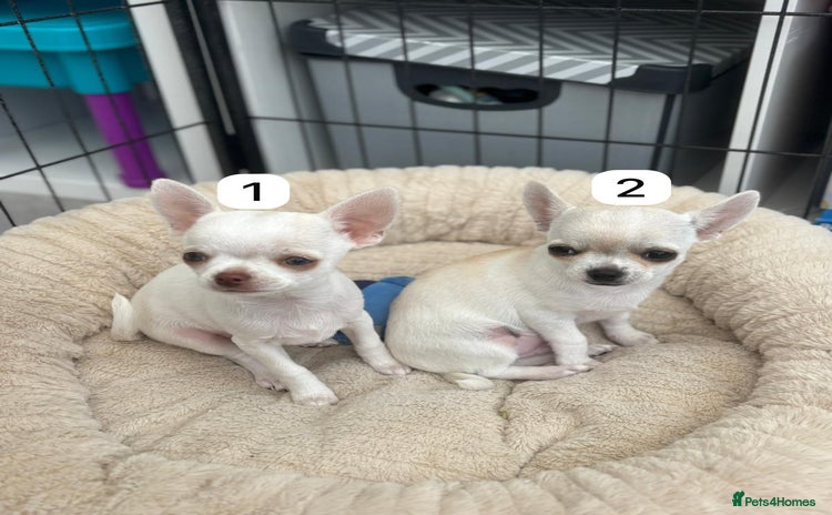 Chihuahua dogs - Advert 10