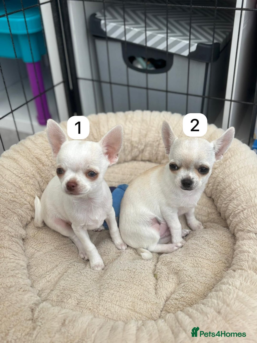 Chihuahua dogs for sale: Gorgeous full chihuahua pups  - Image 1