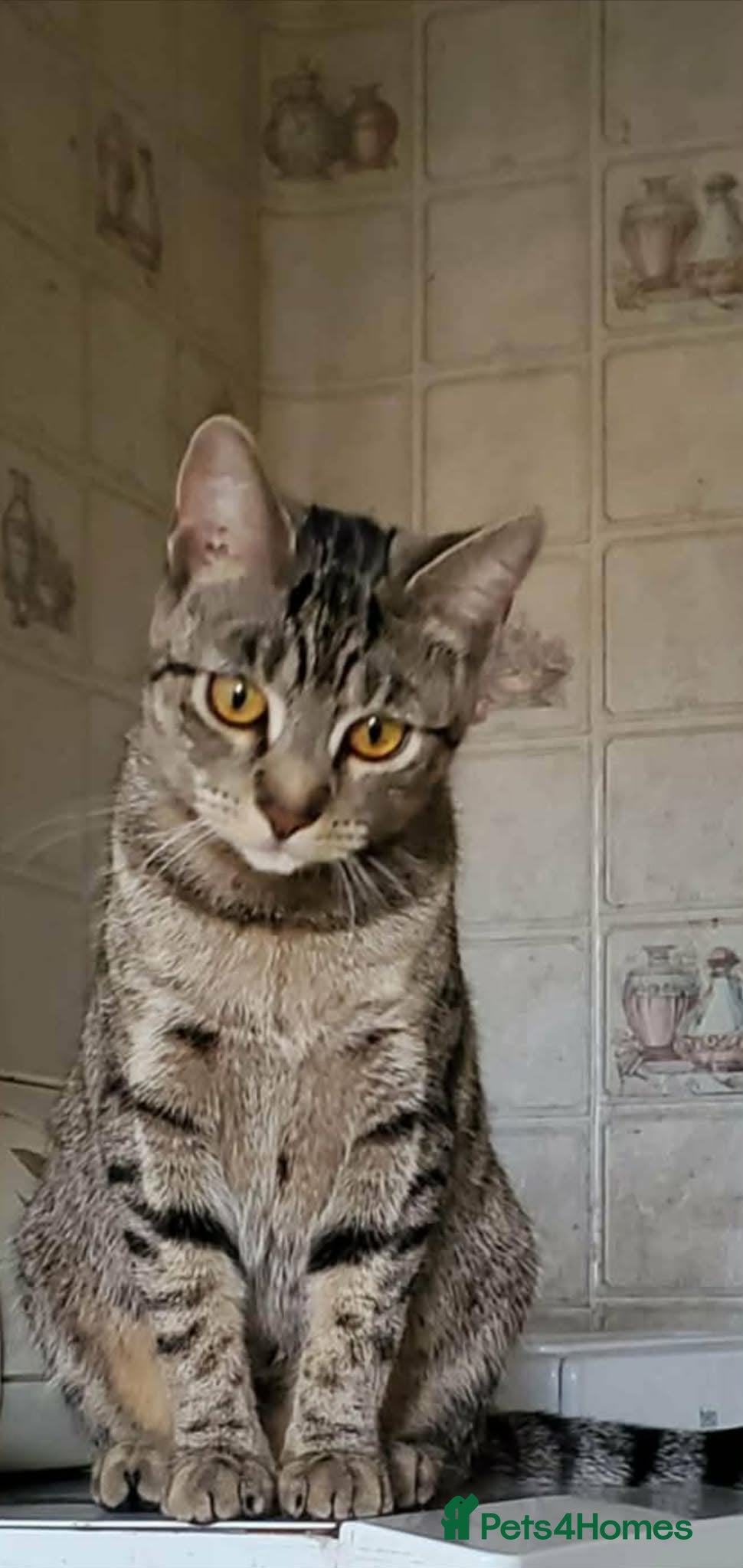 European cats For Sale tipi - Advert 1