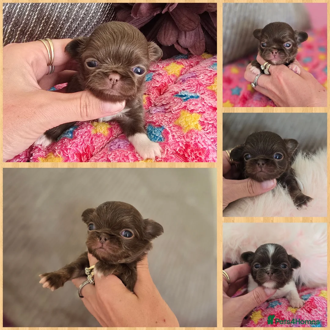 Chihuahua dogs for sale: Xx stunning Quality Kc chocolate litter Xx - Advert 1