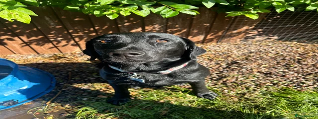 Mavis