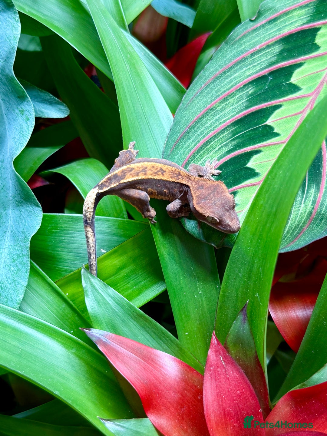 Lizard reptiles for sale: Mixture of Crested Geckos - Image 7