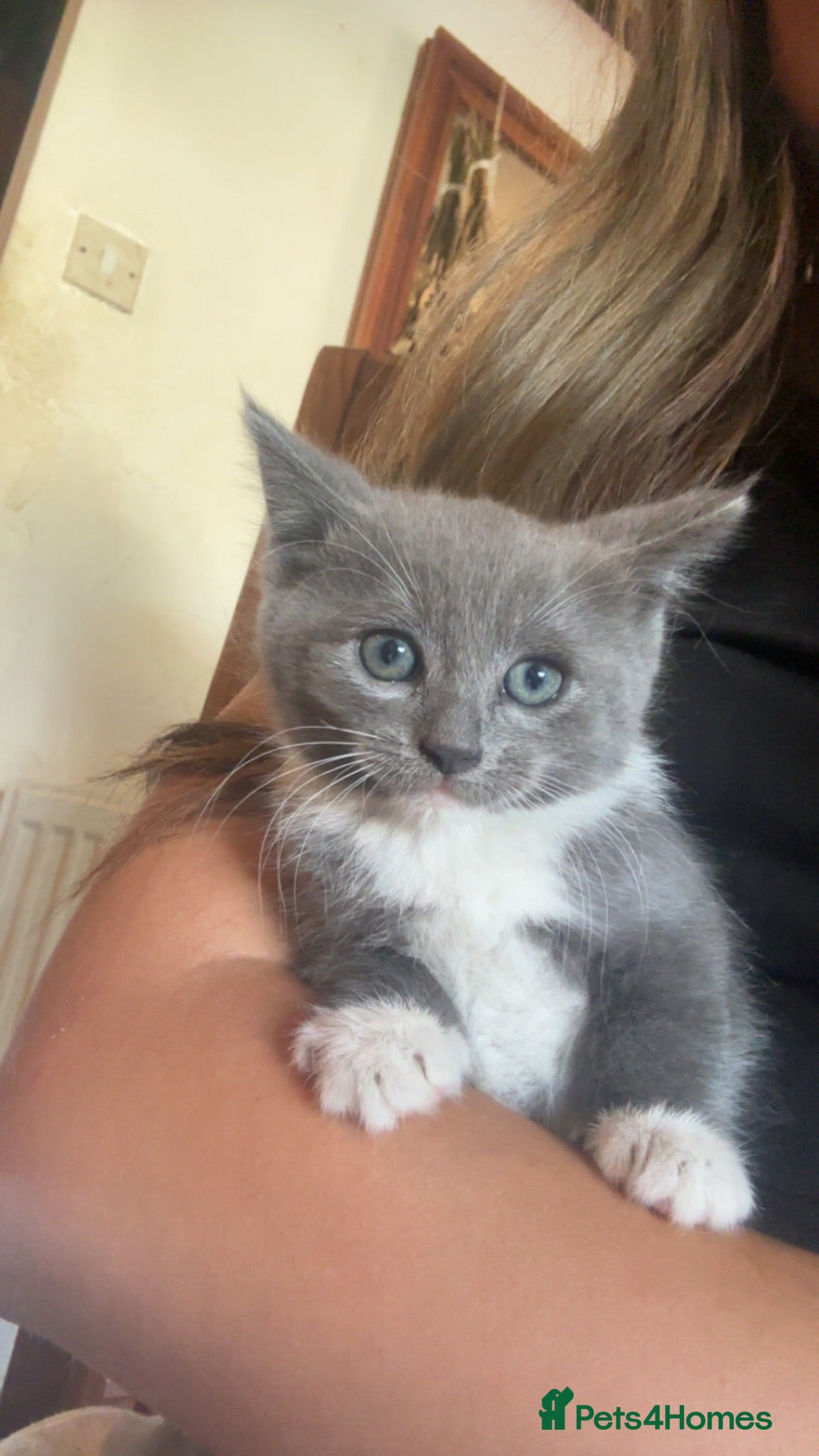 Mixed Breed cats Beautiful British Blue/Ragdoll Kittens for sale - Advert 1