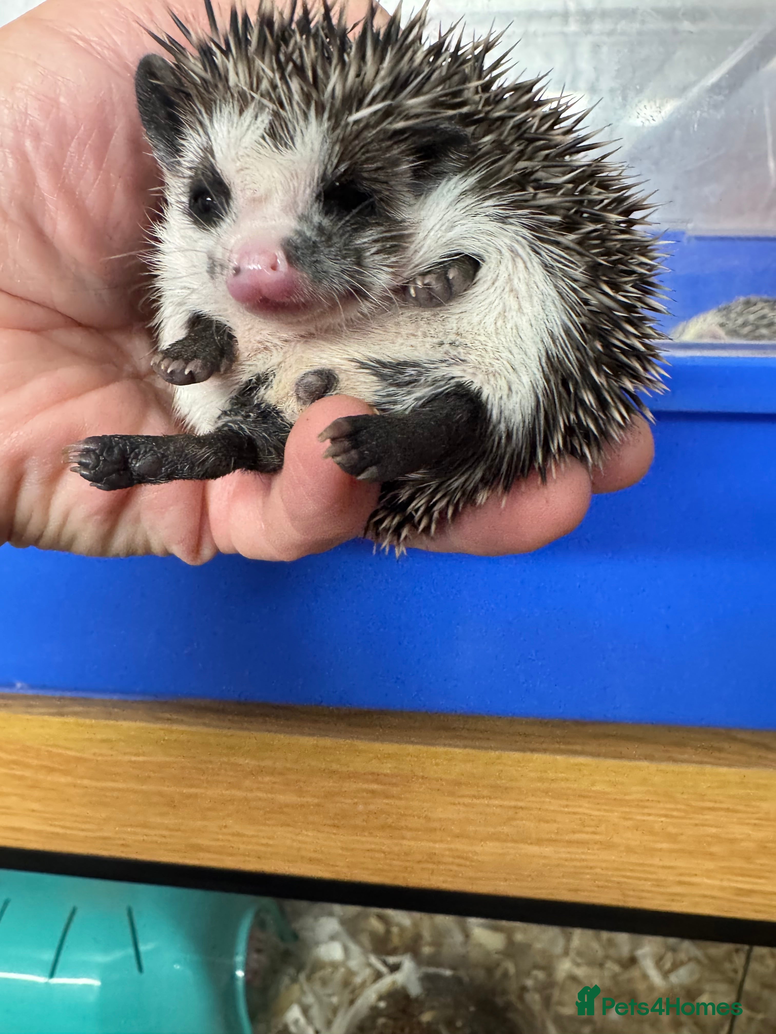 Pygmy Hedgehog rodents Hoglets full/dual masked/ cinnamon/ split faced  - Advert 4