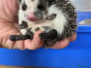 Pygmy Hedgehog rodents Hoglets full/dual masked/ cinnamon/ split faced - Advert 4