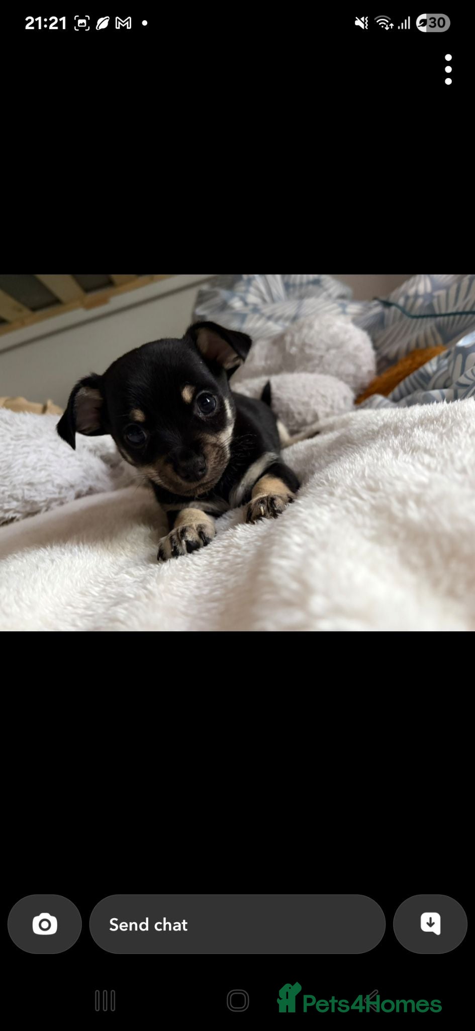 Pomchi dogs Pomchis 💙💙💖 - Advert 6