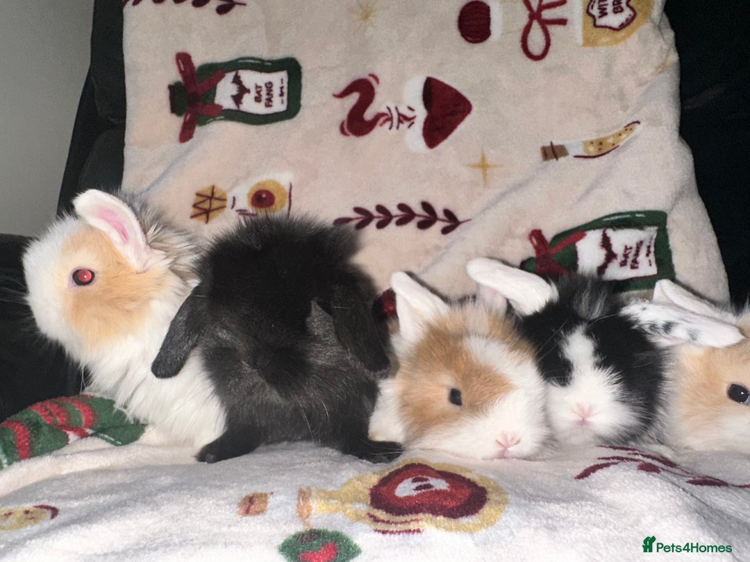 Mini Lop rabbits for sale: Adorable Baby Mini Lops Looking for Loving Homes - Advert 22