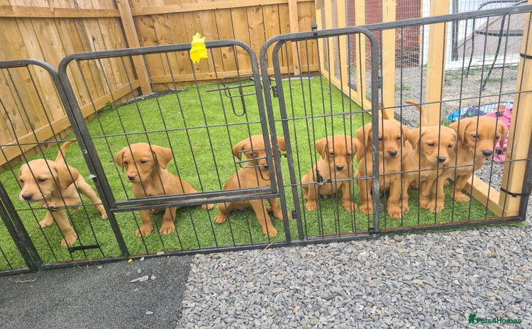 Labrador Retriever dogs - Advert 2