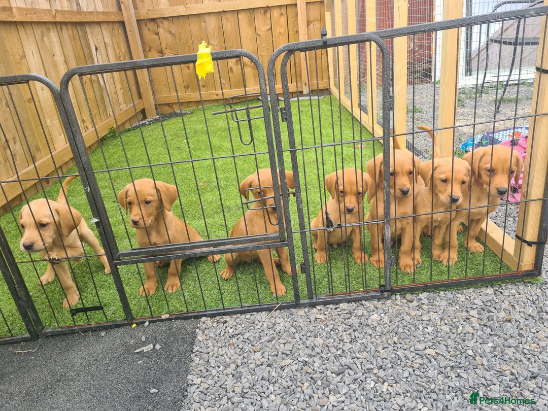 Labrador Retriever dogs for sale: KC Registered labradores ready to leave  - Image 3