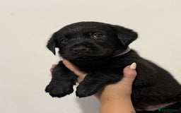 Labrador Retriever dogs for sale: Labrador puppies  - Image 5