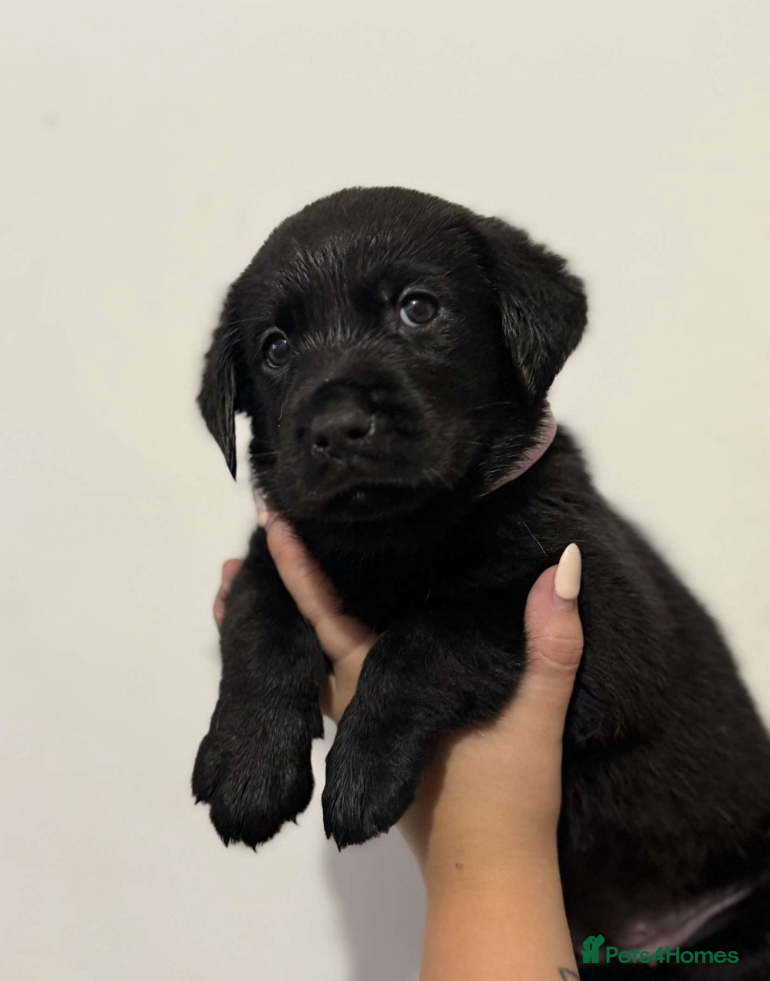 Labrador Retriever dogs for sale: Labrador puppies  - Image 5