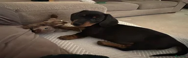 Miniature Dachshund 1