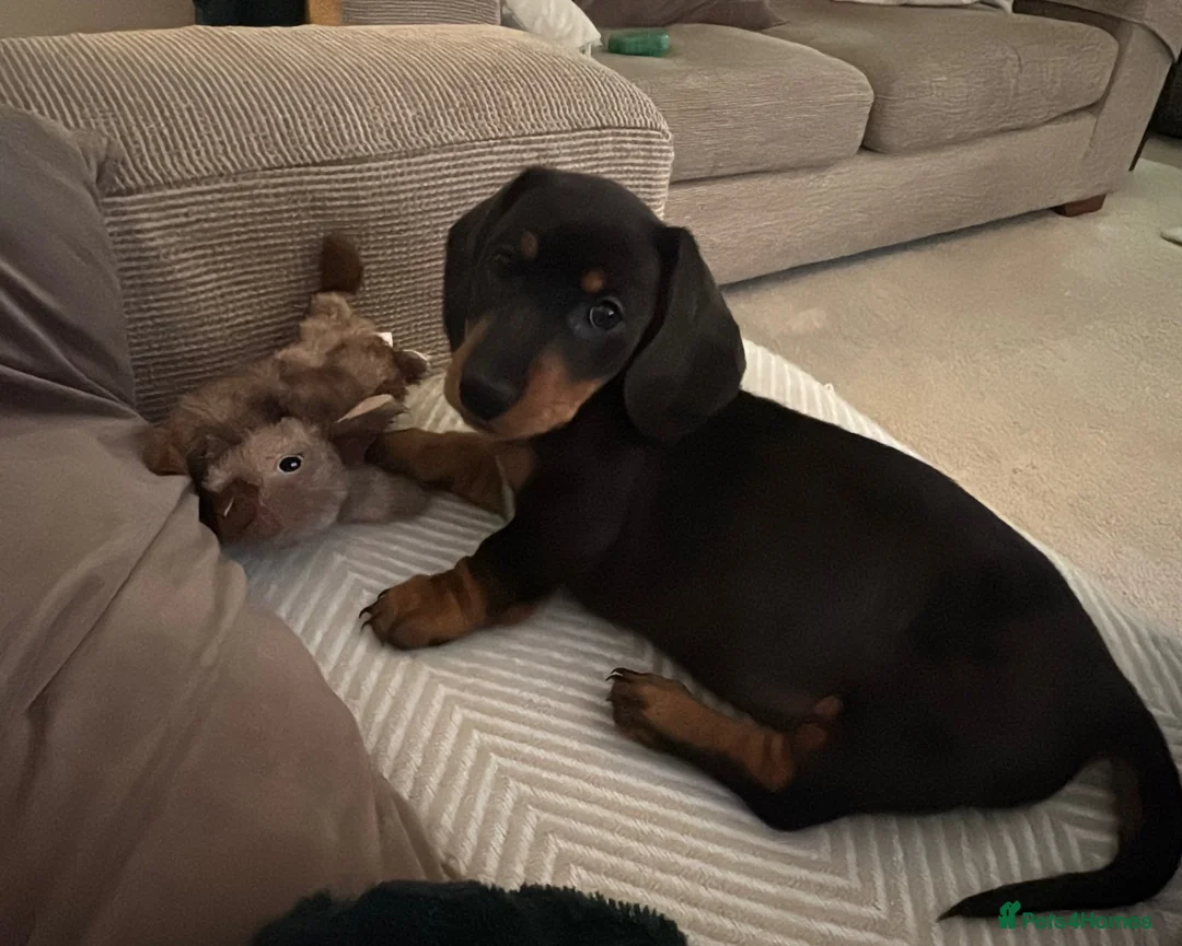 Miniature Dachshund dogs for sale: Miniature Dachsund for Sale - Advert 1
