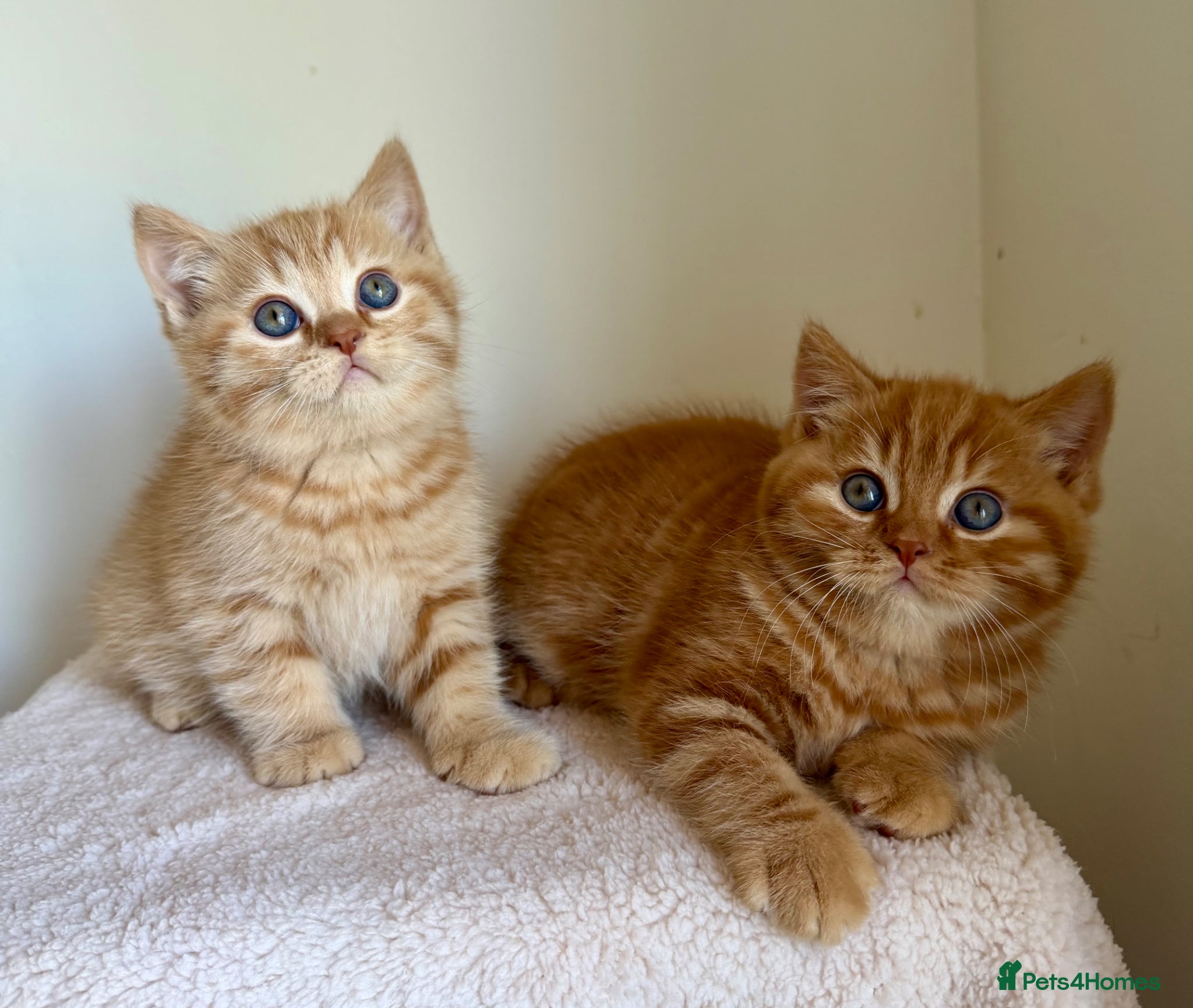 British Shorthair cats Two red BSH boys - Advert 6