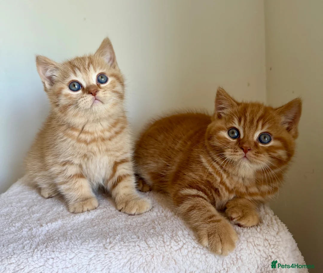 British Shorthair cats for sale: Two red BSH boys - Advert 1
