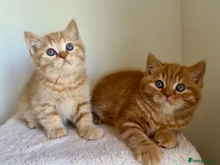 British Shorthair cats Two red BSH boys - Advert 4
