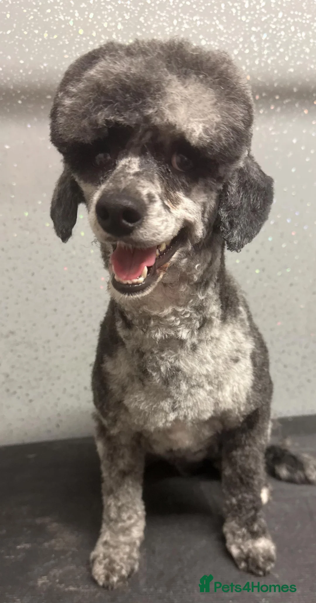 Miniature Poodle dogs for stud: beautiful blue merle miniature poodle in Swanley - Advert 13