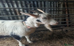 Goats livestock for sale: Goats  - Image 3