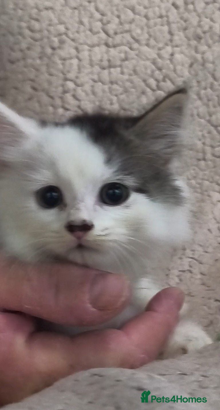 Siberian cats Siberian kittens with pedigree READY TO GO  - Advert 6