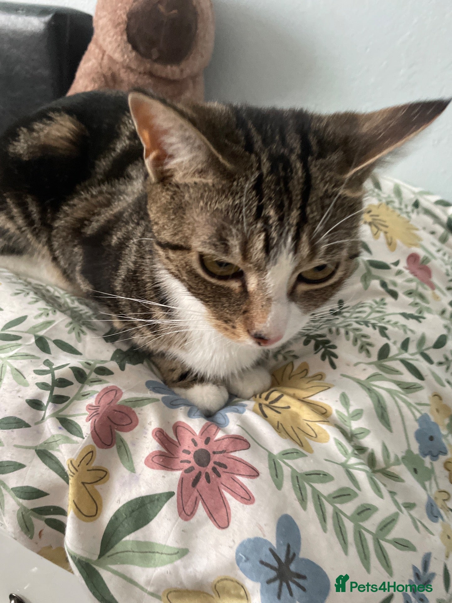American Shorthair cats 2 year old American shorthair girl- spayed - Advert 1