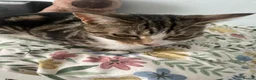 American Shorthair cats for sale: 2 year old American shorthair girl- spayed in Slough - Advert 1