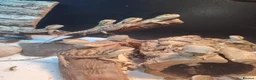 Bearded Dragon reptiles for sale: Baby Bearded Dragons - Advert 1