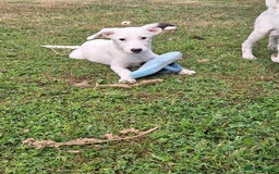 Mixed Breed dogs for adoption: Kira for adoption - Image 3
