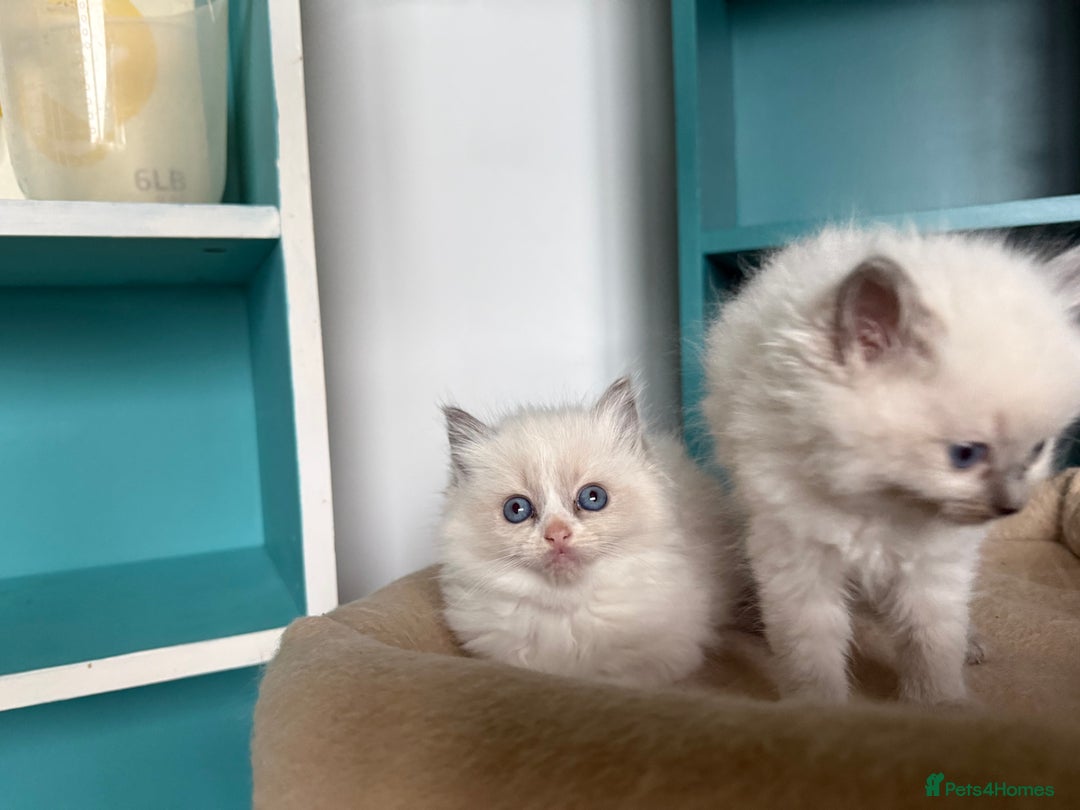 Ragdoll cats for sale: 📍1 FEMALE LEFT!🍼GCCF REGISTERED🐾 - Advert 5