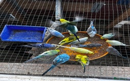 Budgerigars birds for sale: Adorable budgies available babies and adult  - Image 2