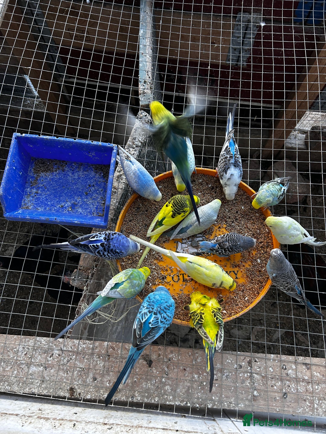Budgerigars birds for sale: Adorable budgies available babies and adult  - Image 2