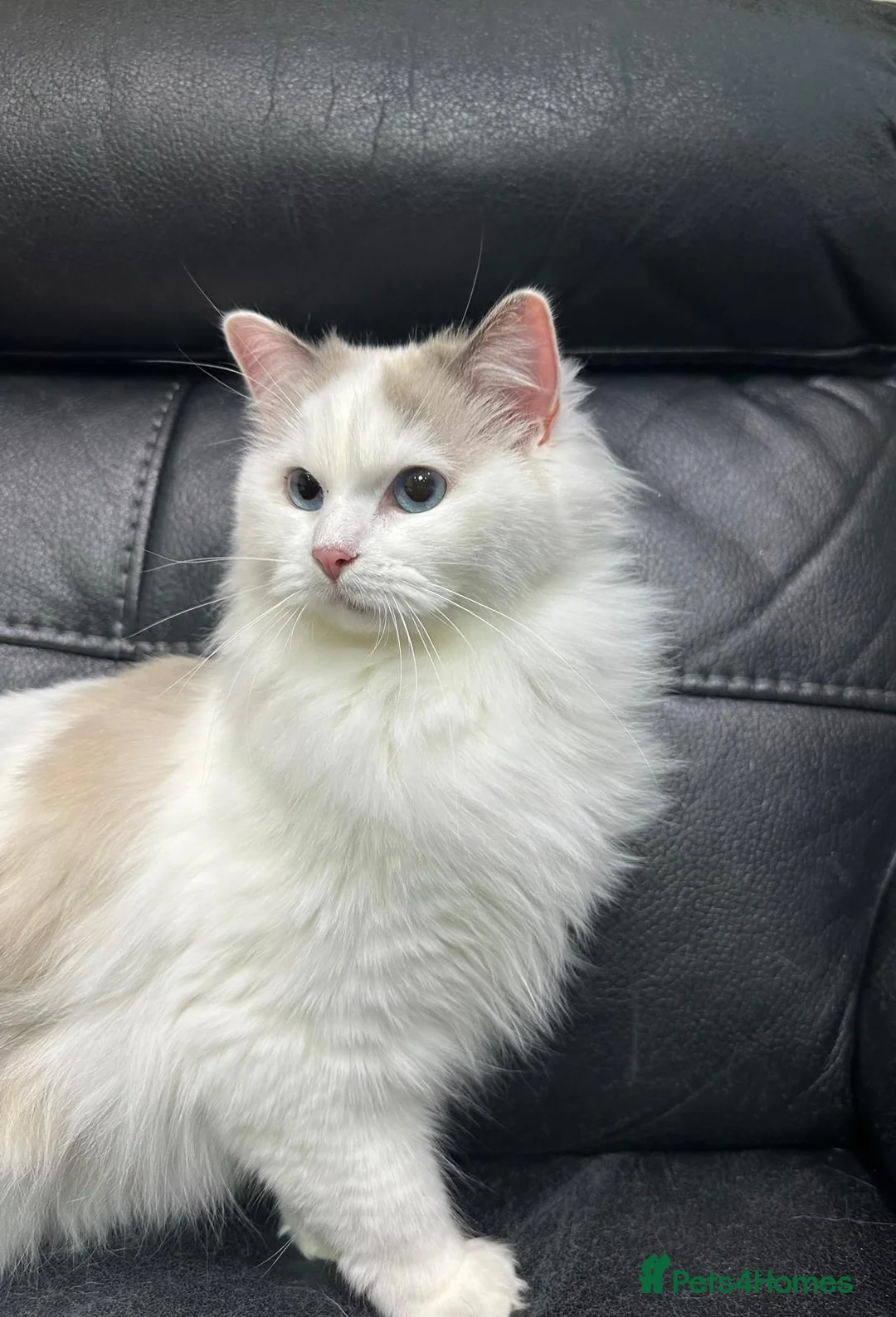 Ragdoll cats for sale: Beautiful female ragdoll  - Advert 2