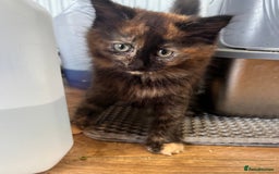 Ragdoll cats for sale: Calico Ragdolls - Image 4
