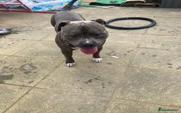 American Bulldog dogs for sale: Otto  - Image 1