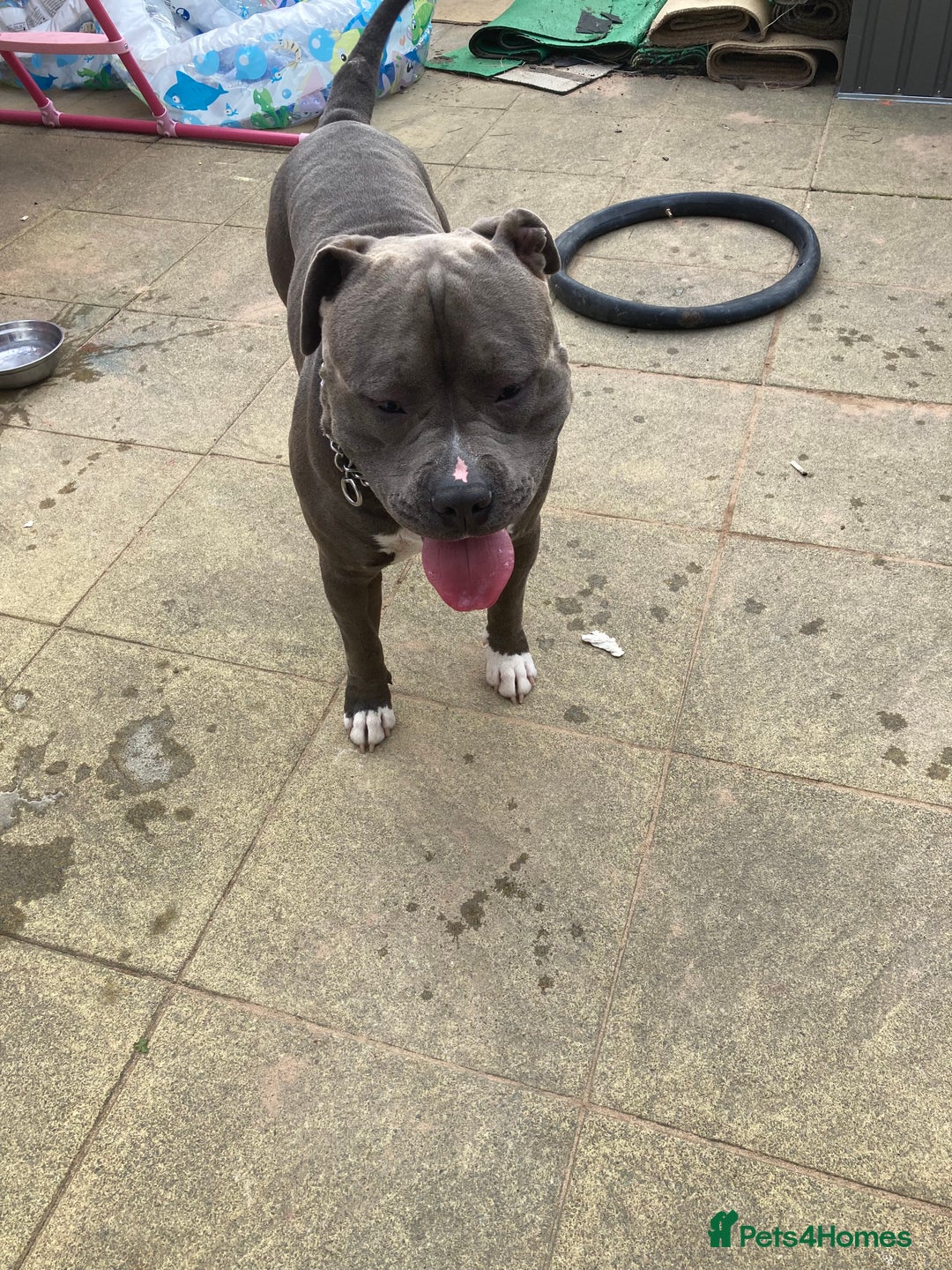 American Bulldog dogs for sale: Otto  - Image 1