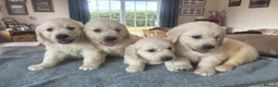 Golden Retriever dogs for sale: CREAM GOLDEN RETRIEVER PUPPIES - Advert 4