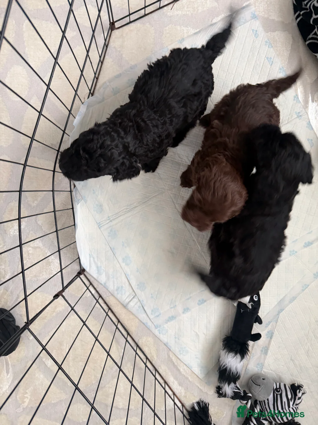 Cockapoo dogs for sale: CockerPoo  - Advert 11