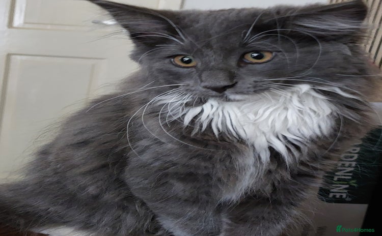 Norwegian Forest Cat cats - Advert 1