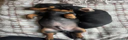 Miniature Dachshund dogs for sale: Monty the Miniature Dachshund  - Advert 9